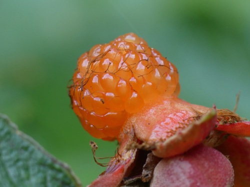 Rubus sieboldii