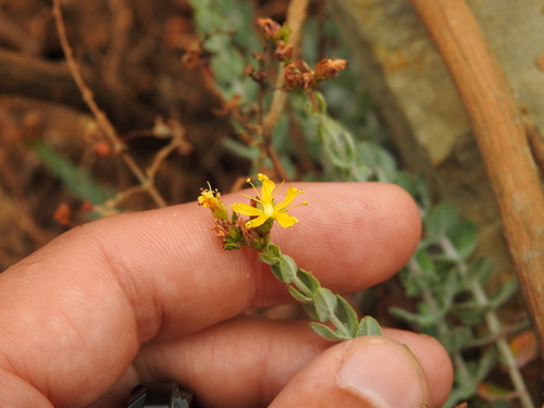 Hypericum tomentosum (Hypericum tomentosum)
