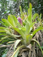 Aechmea cylindrata