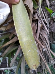 Aechmea cylindrata