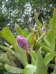 Aechmea cylindrata