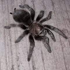 Aphonopelma caniceps