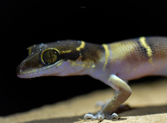 Banded Ground Gecko photo 4