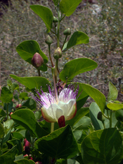 Capparis spinosa spinosa