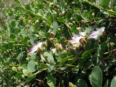 Capparis spinosa spinosa