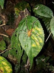 Ventrivomer ancyrophorus