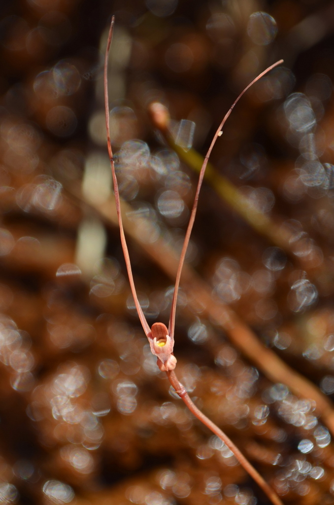 Utricularia albertiana R.W.Jobson & Baleeiro
