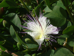 Capparis spinosa spinosa