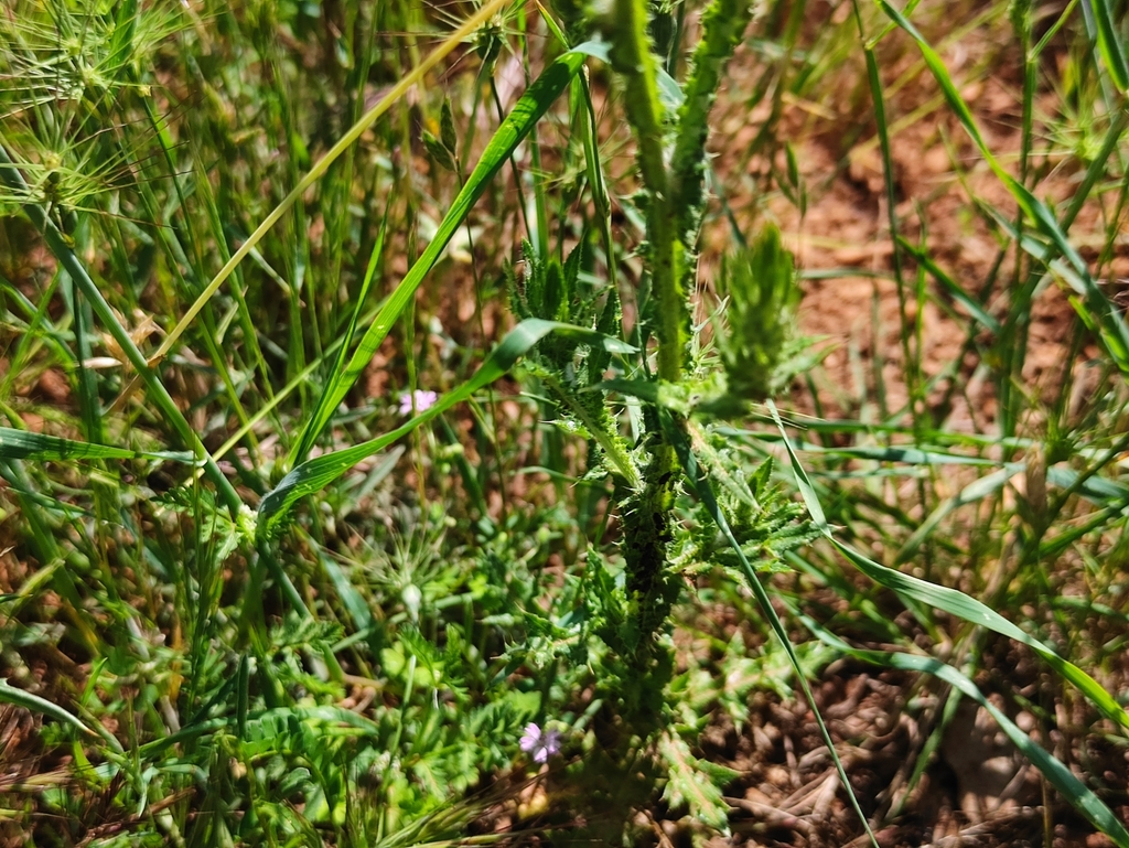 Carduus acicularis (Carduus acicularis)
