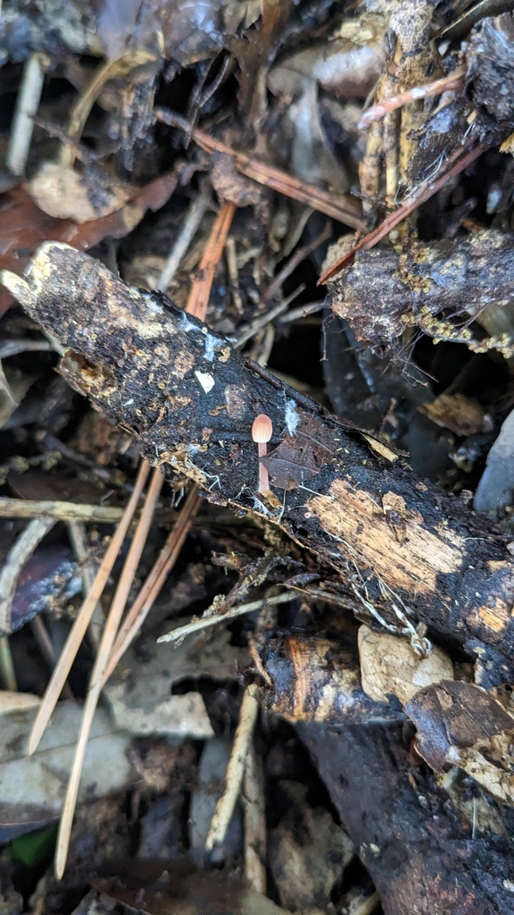 Mycena haematopus · May 2023 · photo: © atsushi_nakajima_cirque (iNaturalist, cc-by)
