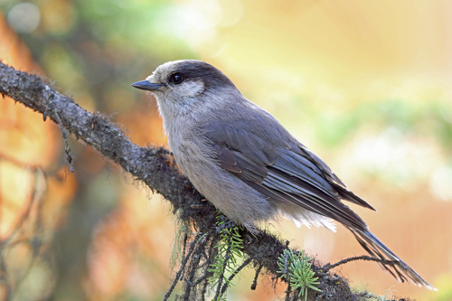 Canada Jay