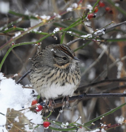 Lincoln's Sparrow, Town of Rockingham, VT, USA, photo 5 of 10