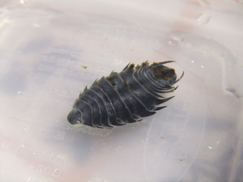 Nerocila japonica · iNaturalist United Kingdom