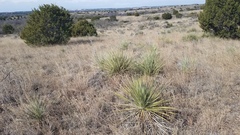 Yucca campestris