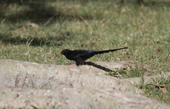 Phoeniculus somaliensis