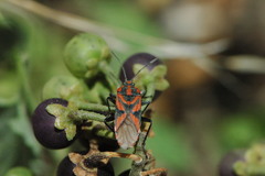 Spilostethus furcula