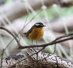 Cossypha semirufa