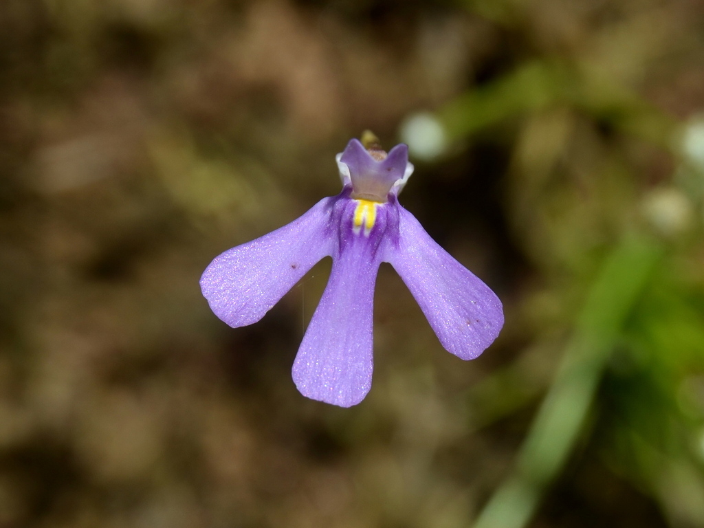 Utricularia tridactyla