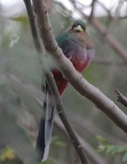 Apaloderma narina