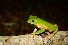 Phyllomedusa distincta