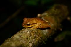 Boana bischoffi