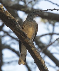 Indicator variegatus