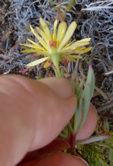 Lampranthus fergusoniae