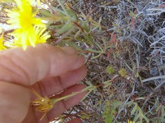 Lampranthus fergusoniae