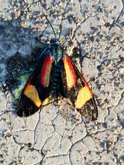 Cyanopepla submacula