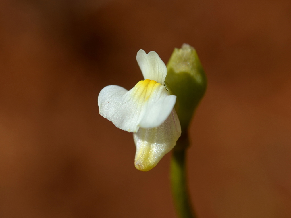 Utricularia fistulosa P.Taylor 3