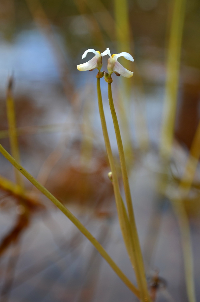 Utricularia fistulosa P.Taylor 4