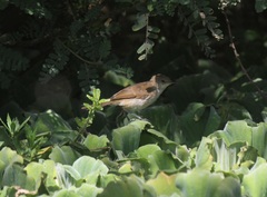Acrocephalus gracilirostris