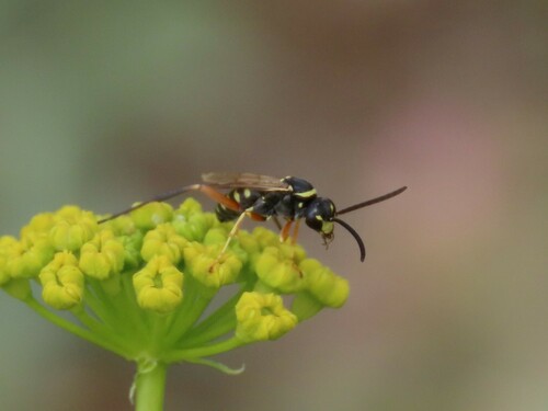 Ceropales bipartita