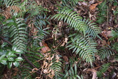 Plagiogyria japonica