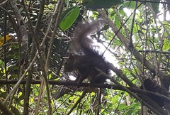 Sciurus aestuans ingrami