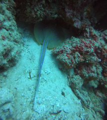 Blue-spotted Lagoon Ray