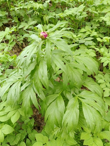 Paeonia anomala, photograph 4