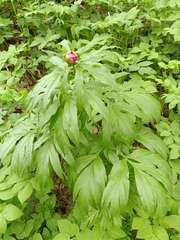 Paeonia anomala, photograph Елена А. Кизилова, CC BY, iNaturalist via GBIF