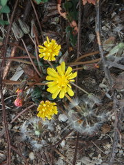 Taraxacum aphrogenes