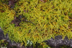 Hypnum plumaeforme