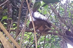 Sciurus aestuans ingrami