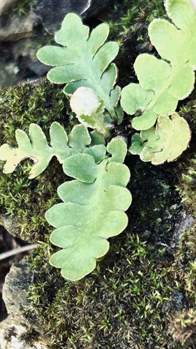 False Resurrection Fern (Asplenium capense)