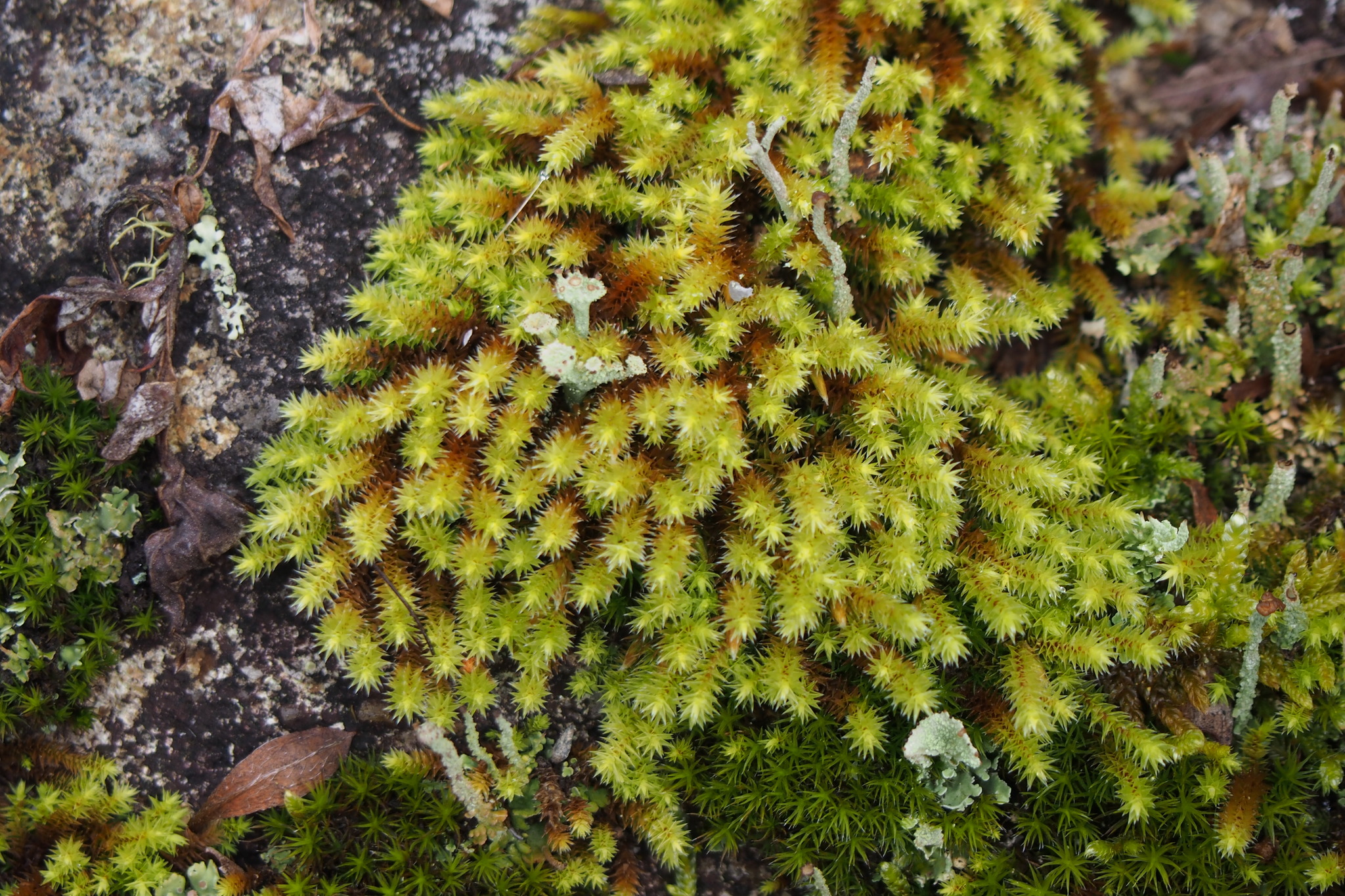 Niphotrichum