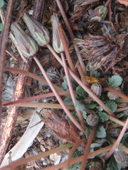Taraxacum aphrogenes