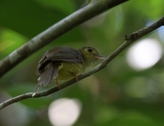 Tricholestes criniger