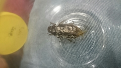 Dermolepida albohirtum