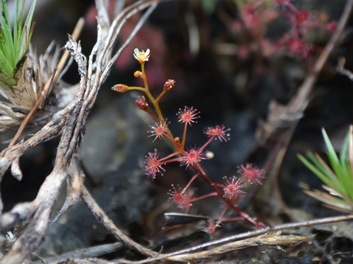 Drosera subtilis