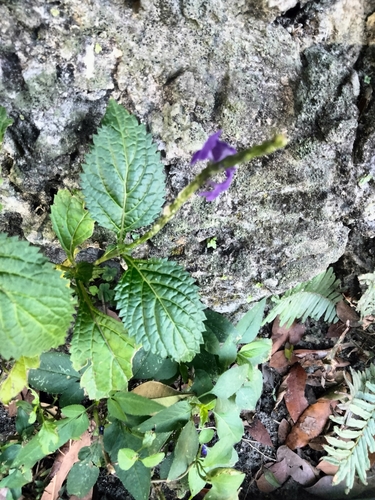 Stachytarpheta cayennensis