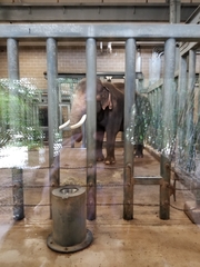Elephantidae