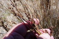 Juncus kraussii